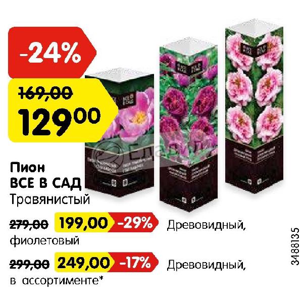 Пион Магазин Набережные Челны