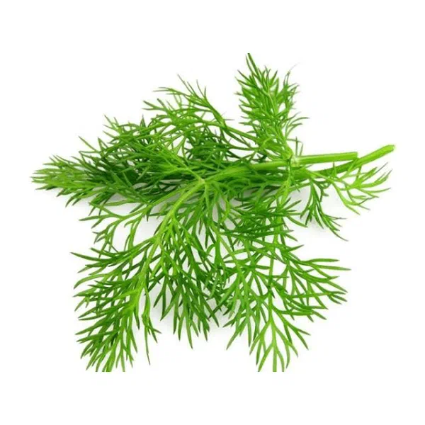 FRESH DILL LEAVES FOR FRESH RECIPES