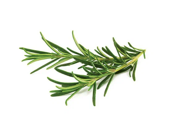 Fresh Rosemary 30g