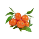 Clementine With Leaves