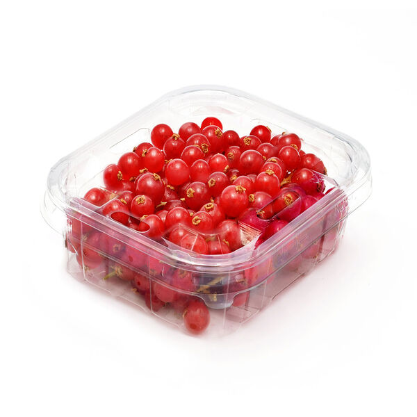 Red Currant (Pack)