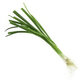 Spring Onion Bunch
