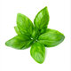 Fresh Basil 30g