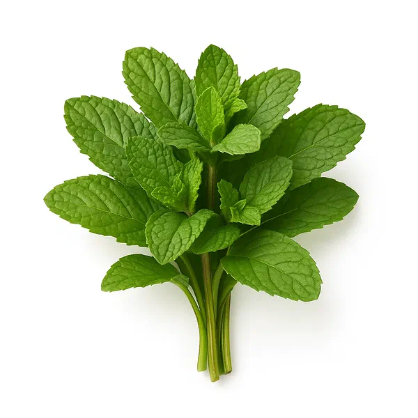 FRESH BASIL LEAVES FOR AROMATIC COOKING