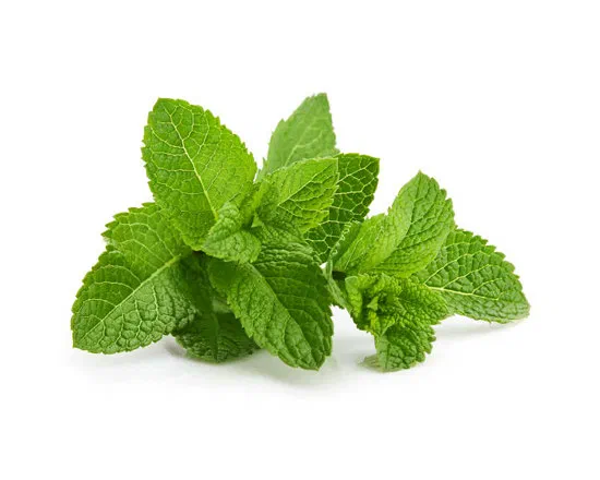 Fresh Mint 30g
