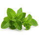 Fresh Mint 30g