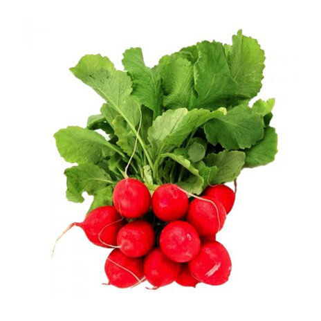 Esra Red Radish (Pack)