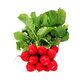 Esra Red Radish (Pack)