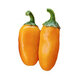 Pepper Halpino Orange (Pack)