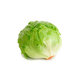 Iceberg Lettuce Head