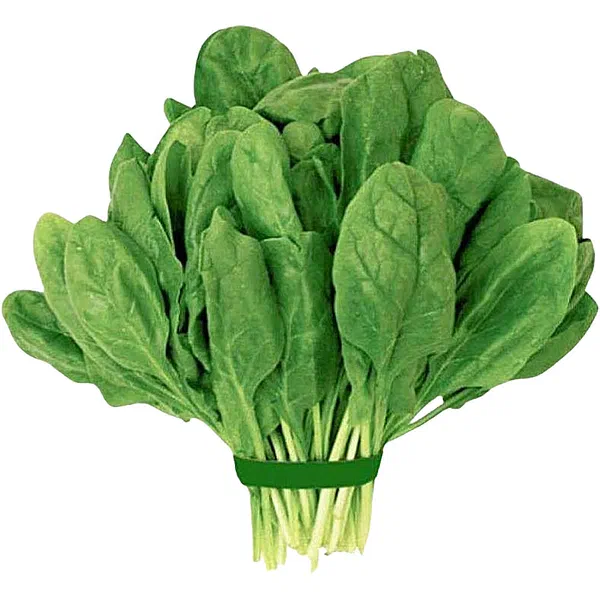 FRESH SPINACH LEAVES FOR HEALTHY COOKING