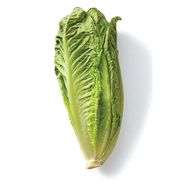 LONG LETTUCE FRESH FOR DAILY USE