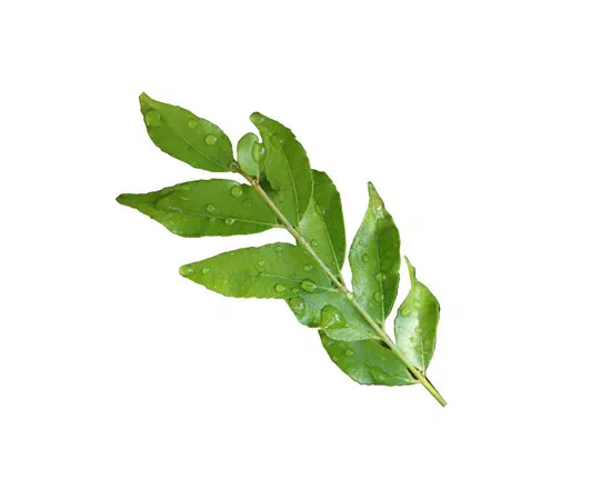 Fresh Curry Leaves 30g