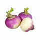 Turnip
