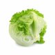 Lettuce Iceberg