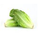 Lettuce Romaine