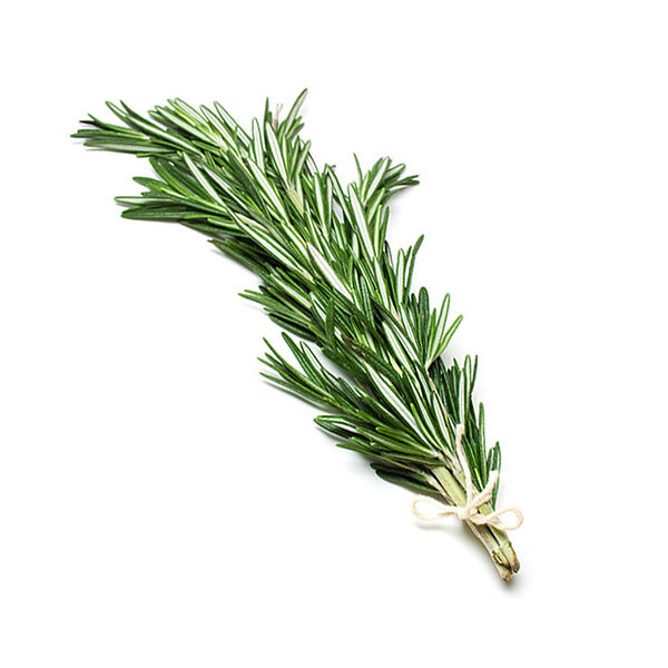 Holland Rosemary (Pack)
