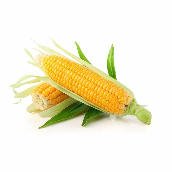 Corn Fresh