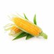 Corn Fresh