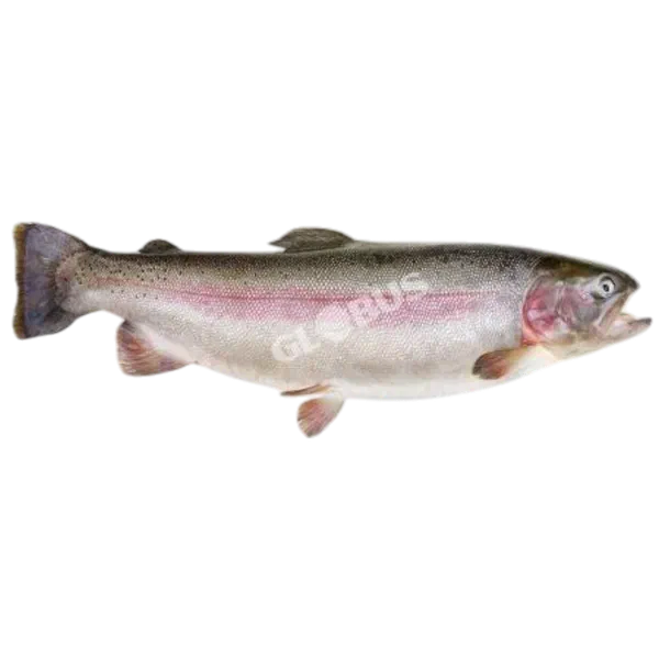 Форель тазартылбаган балыгы салм.  