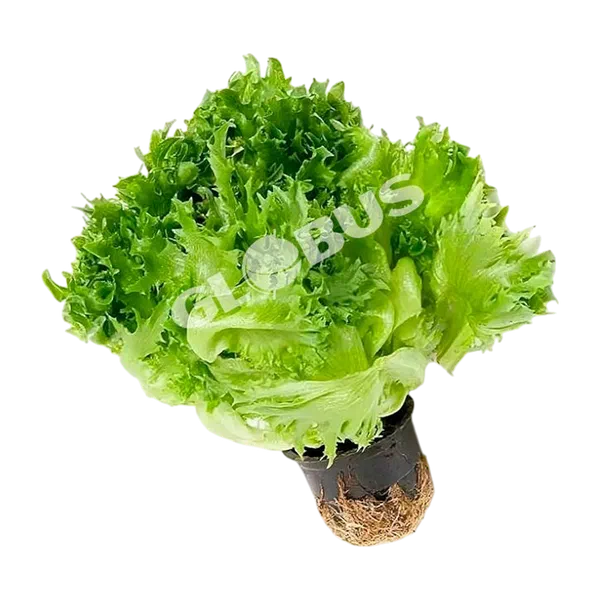 Листья салата шт