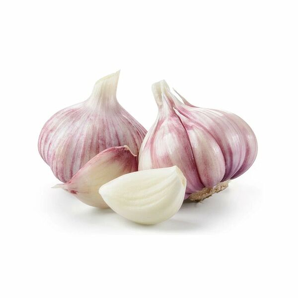 Garlic