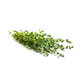 Holland Thyme (Pack)