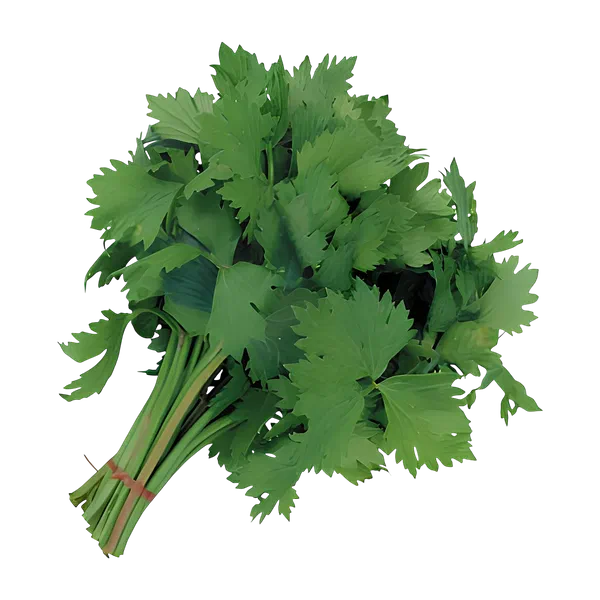 Сельдерей шт