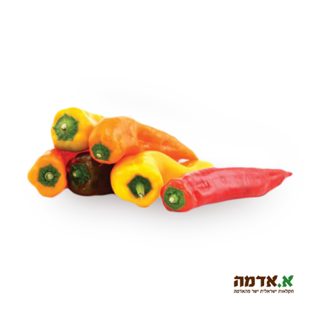 Colored shushka pepper