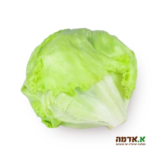 Round lettuce