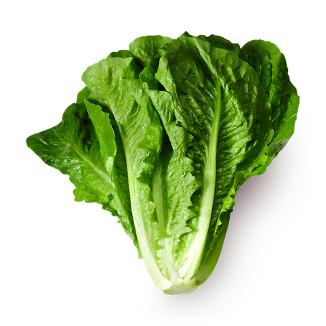 Латук Novagreen