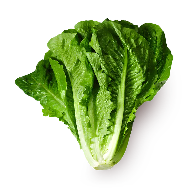 Латук Novagreen