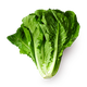 Латук Novagreen