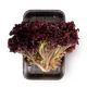 Лоло-Россо Novagreen