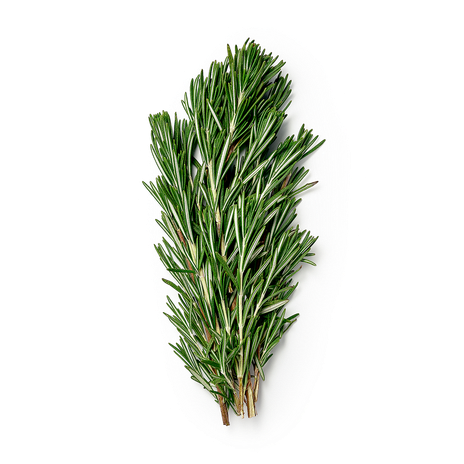 Розмарин Novagreen