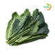 עלי קייל שחור טוסקנה