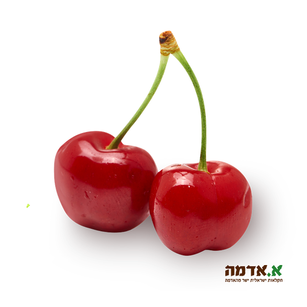 Red Cherry