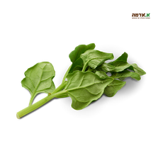 Spinach New Zealand - packed