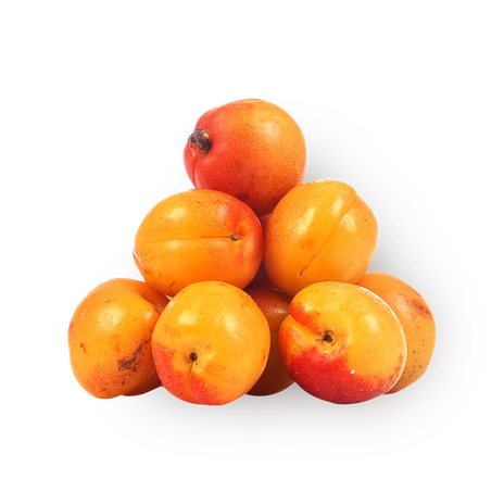 Абрикос гладкий