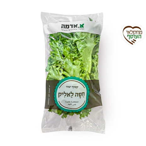 חסה לאליק - ארוז