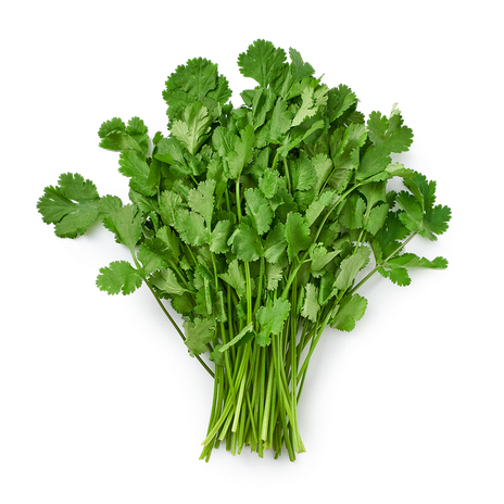 Кинза свежая Novagreen