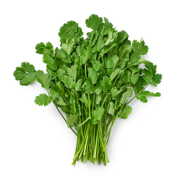 Кинза свежая Novagreen