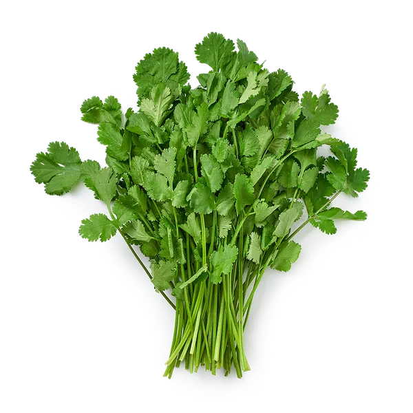 Кинза свежая Novagreen