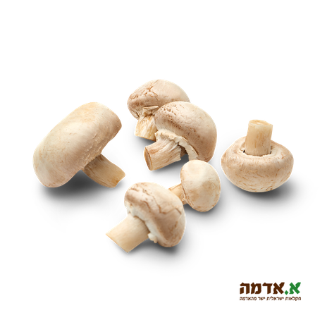 Champignon mushrooms-packed