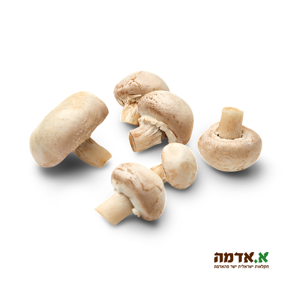 Champignon mushrooms-packed