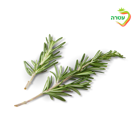 Rosemary, packed