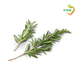 Rosemary, packed