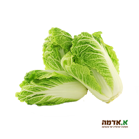 Chinese cabbage