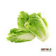 Chinese cabbage