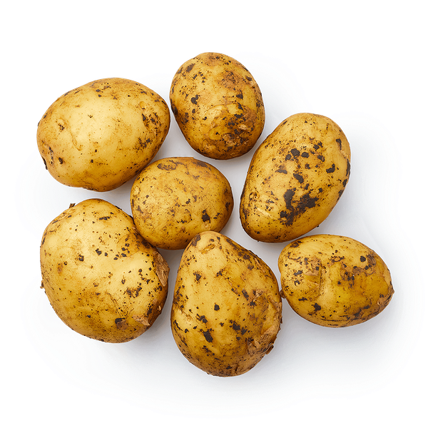 Картофель белый ранний